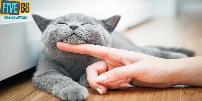 Tìm hiểu phương diện tâm linh của việc nằm mơ thấy mèo