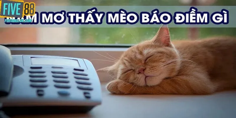 nam-mo-thay-meo-thumb